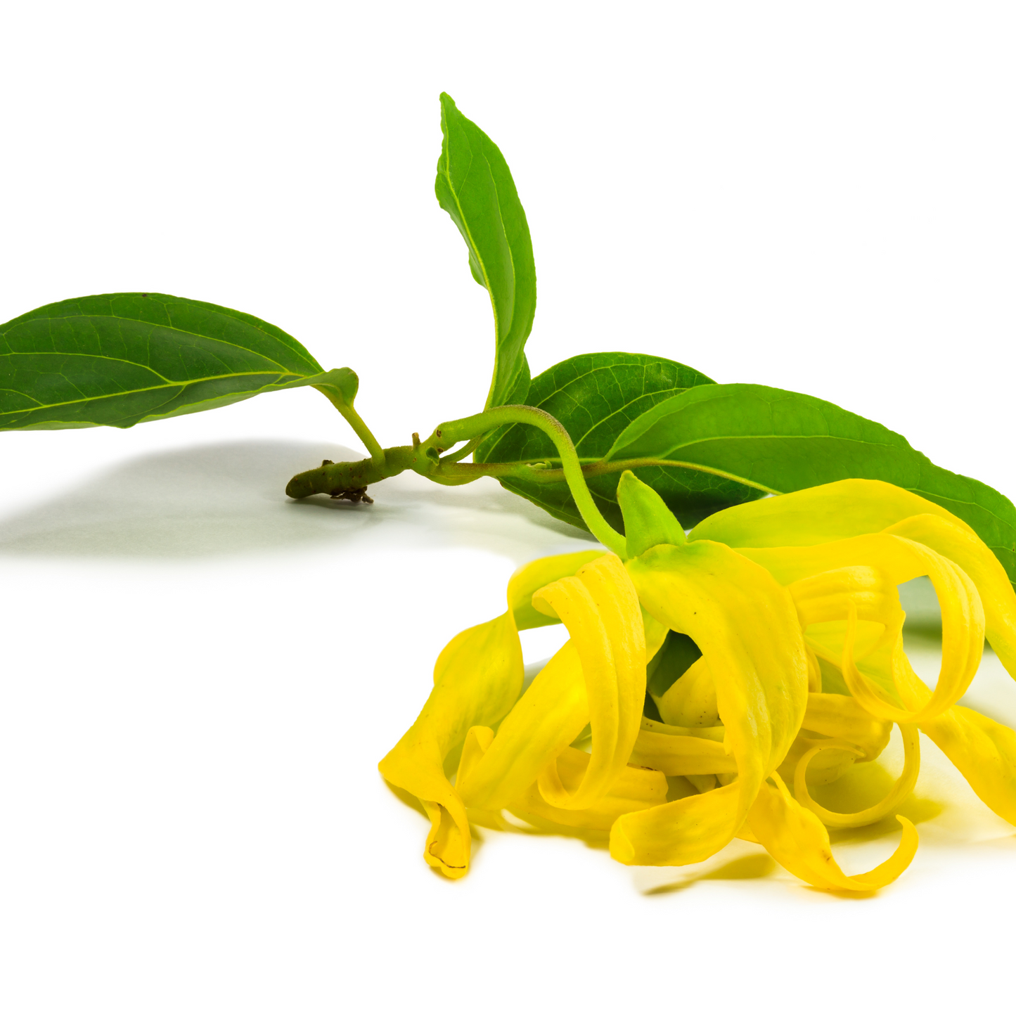 Ylang Ylang - Bio Essentiële Olie 10ml