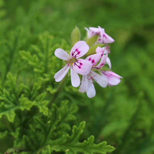 Geranium - Bio Essentiële Olie 10ml