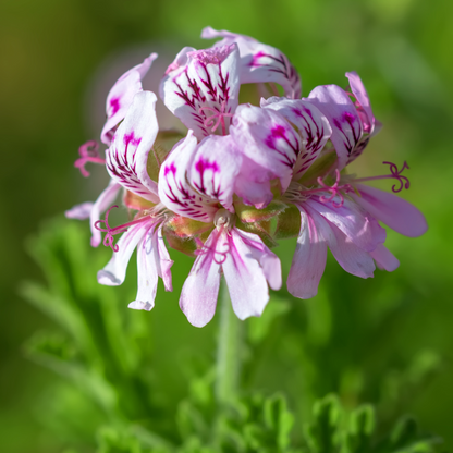 Rozen Geranium - Bio Essentiële Olie 10ml