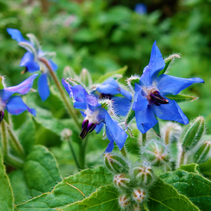 Borage olie - 100ml